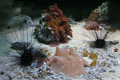 Killikus&reg; Fotographie